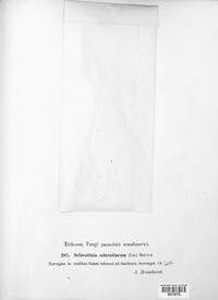 Sclerotinia sclerotiorum image